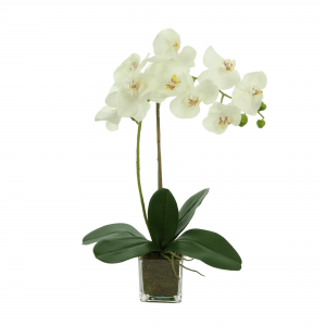 Creative Displays White Orchid Floral Arrangement