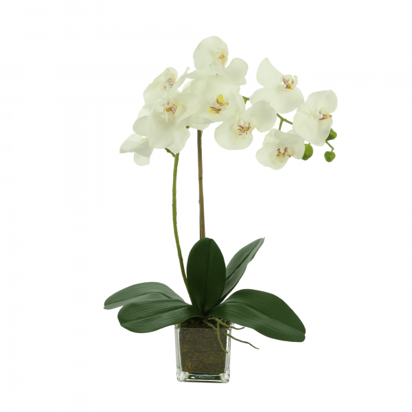 Creative Displays White Orchid Floral Arrangement