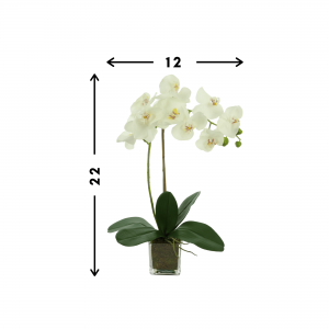 Creative Displays White Orchid Floral Arrangement