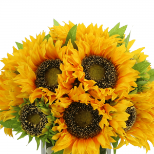 Creative Displays Sunflower Arrangement in a Square Glass Vase with Stones