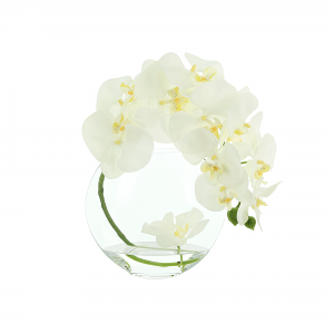 Creative Displays Orchid in Flat Glass Vase