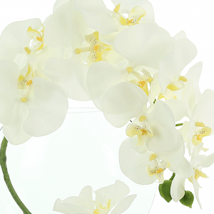 Creative Displays Orchid in Flat Glass Vase