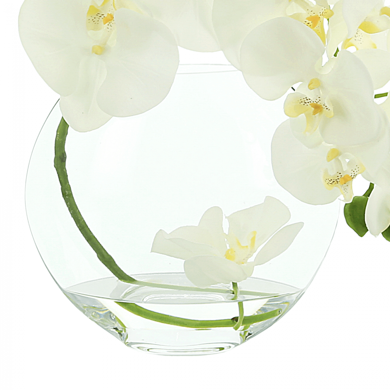 Orchid Arrangement in Flat Glass Vase Creative Displays and Designs inc