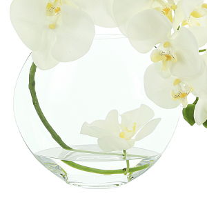 Creative Displays Orchid in Flat Glass Vase