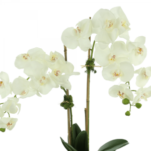 Creative Displays White Orchid Floral Arrangement