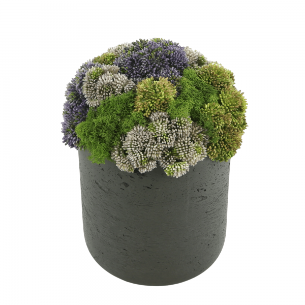 Creative Displays Multicolor Sedum Floral Display