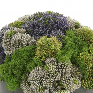 Creative Displays Multicolor Sedum Floral Display