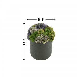 Creative Displays Multicolor Sedum Floral Display