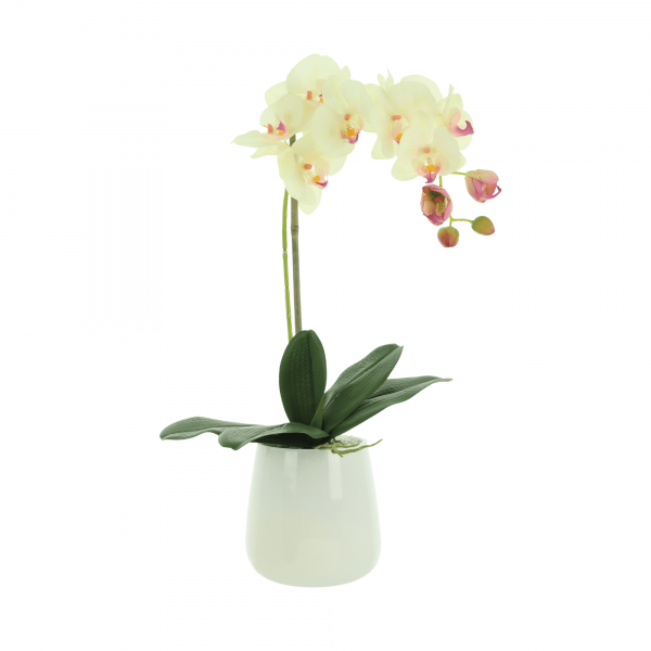 Orchids in Vase