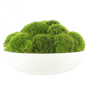 Creative Displays Green Mood Moss Arrangement