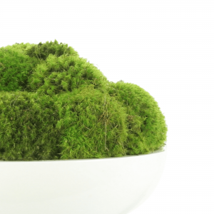 Creative Displays Green Mood Moss Arrangement