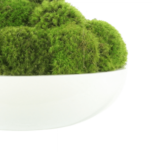 Creative Displays Green Mood Moss Arrangement