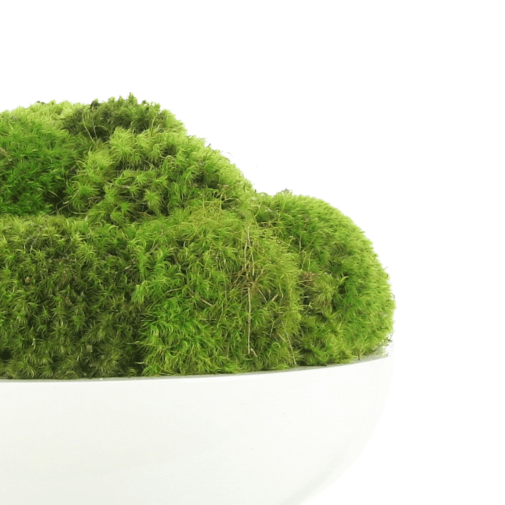 Mood Moss Arrangement in Round Bowl – Creative Displays and Designs inc