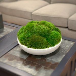 Creative Displays Green Mood Moss Arrangement