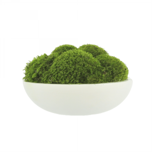 Creative Displays Green Mood Moss Arrangement