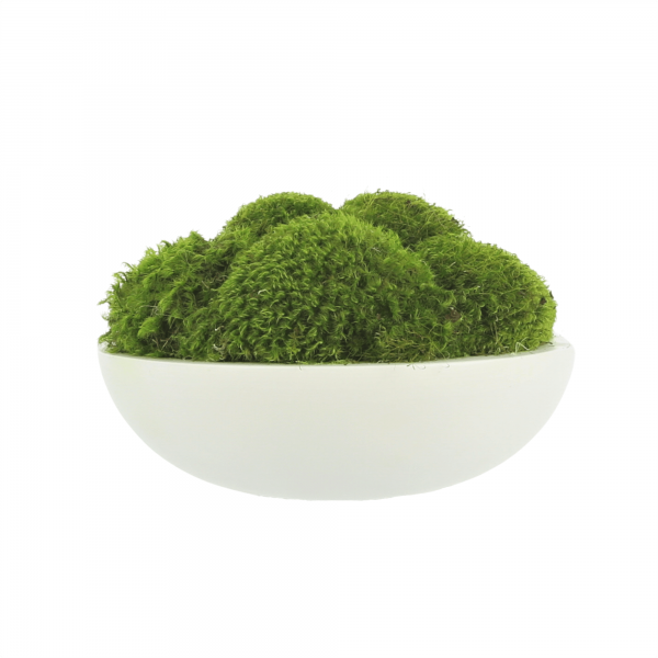 Creative Displays Green Mood Moss Arrangement