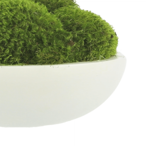 Creative Displays Green Mood Moss Arrangement