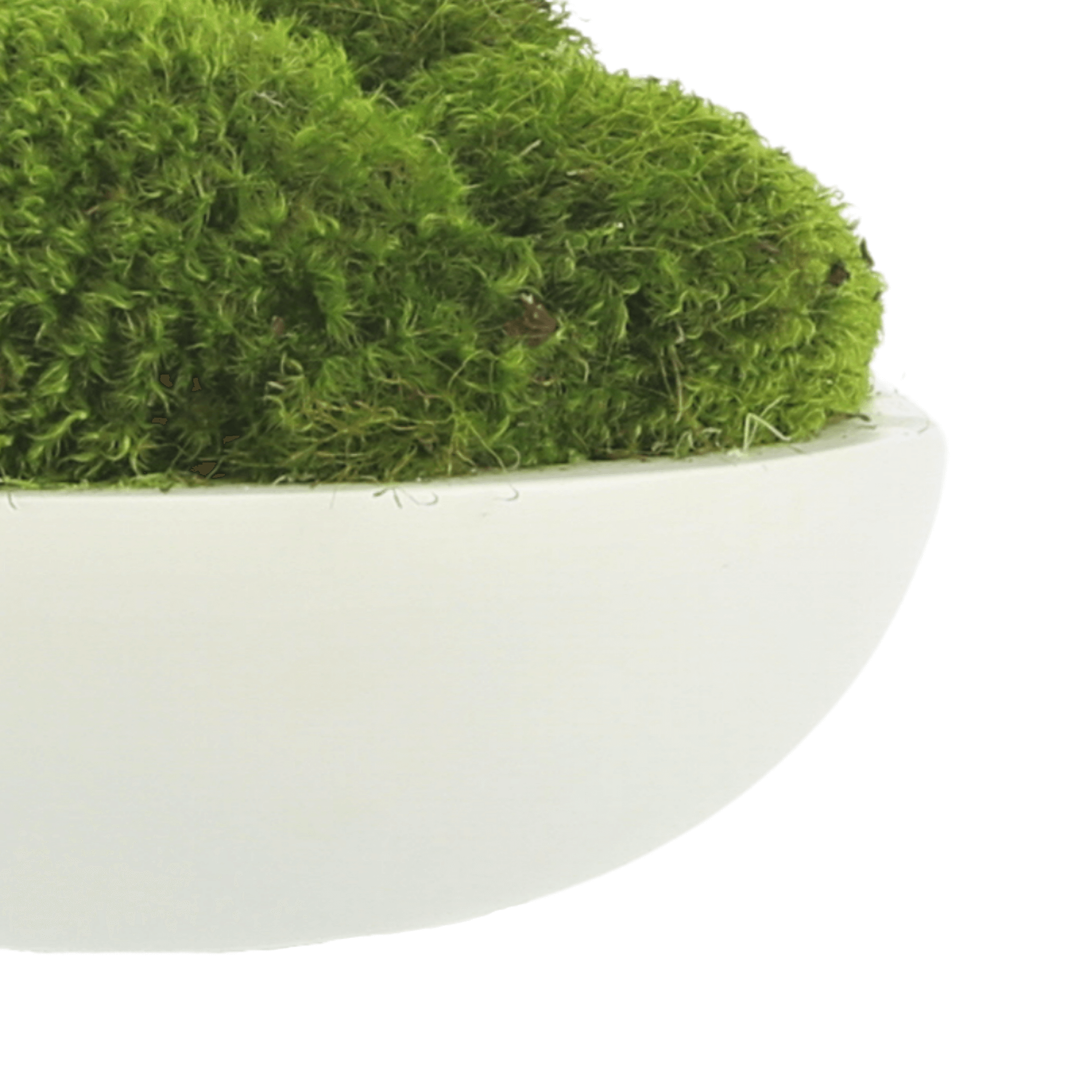 Mood Moss Arrangement in Round Bowl – Creative Displays and Designs inc