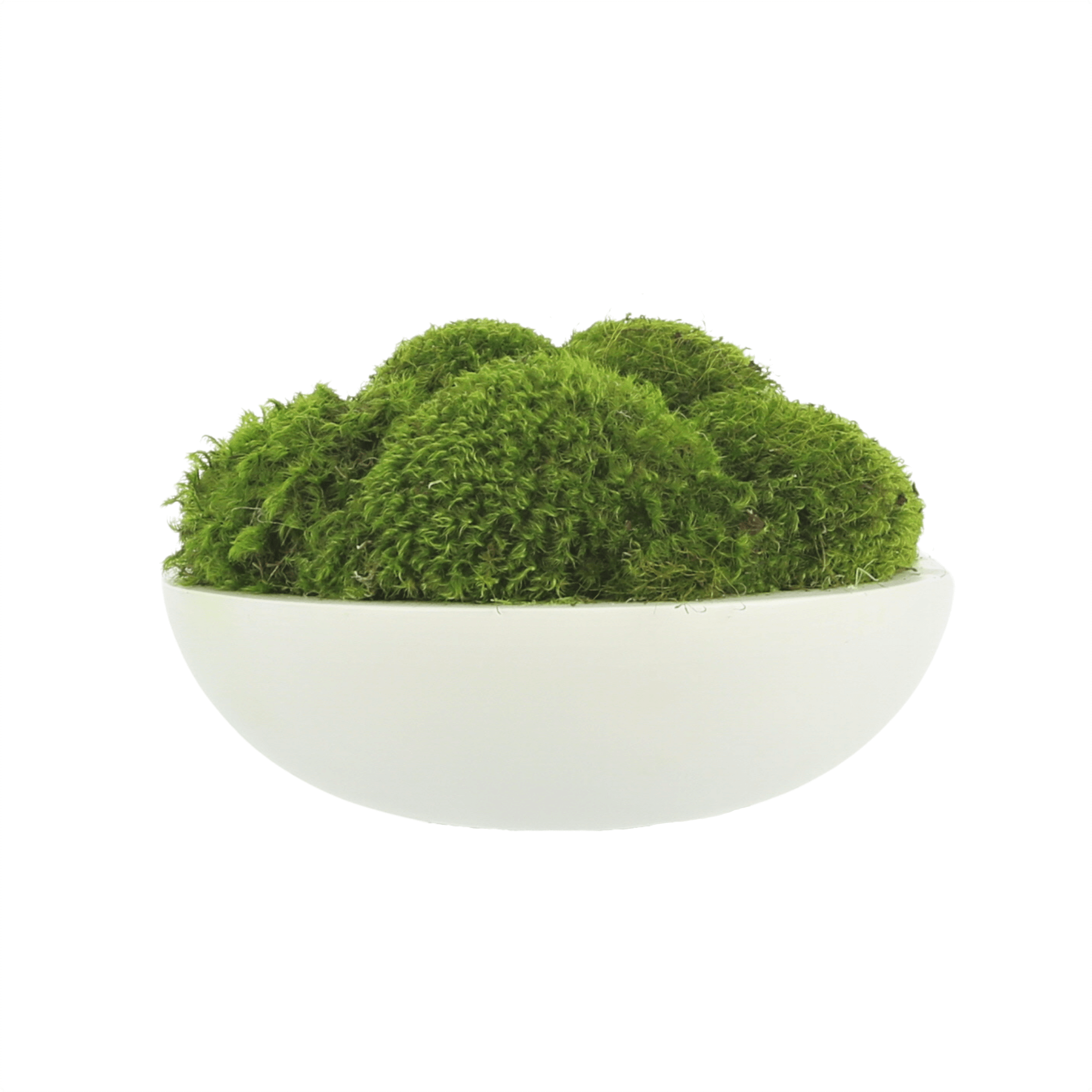 Mood Moss Arrangement in Round Bowl – Creative Displays and