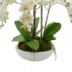 Orchid Arrangement in Round Planter with Moss
