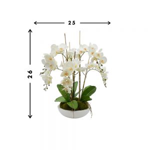 Orchid Arrangement in Round Planter with Moss