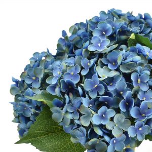 Hydrangea Bouquet in a Glass Vase - Image 5