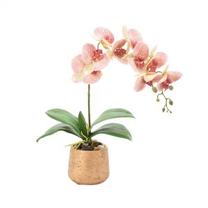 Yellow & Pink Orchid Floral Arrangement