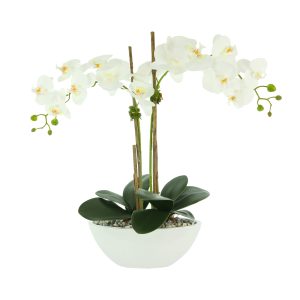White Orchid Floral Arrangement