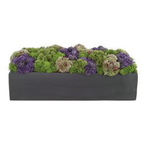 Sedum and Reindeer Moss Arranged in Planter