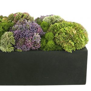 Sedum and Reindeer Moss Arranged in Planter