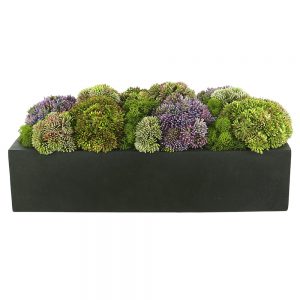 Sedum and Reindeer Moss Arranged in Planter