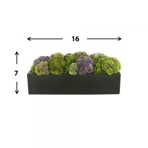 Sedum and Reindeer Moss Arranged in Planter - Image 5