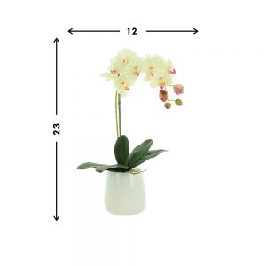 Orchids in Vase