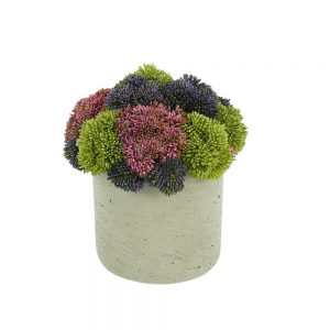 Assorted Sedum