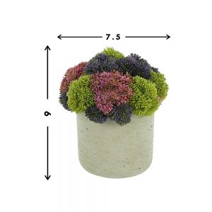 Assorted Sedum