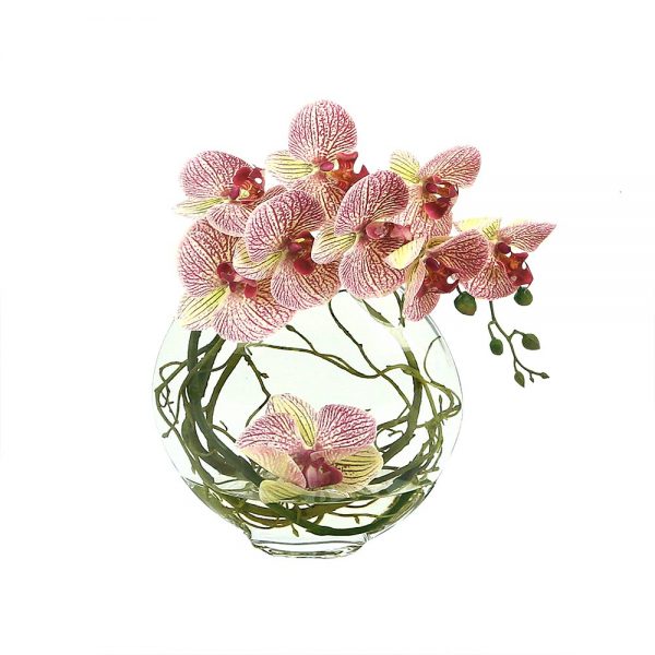 Orchids in Vase