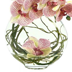 Orchids in Vase