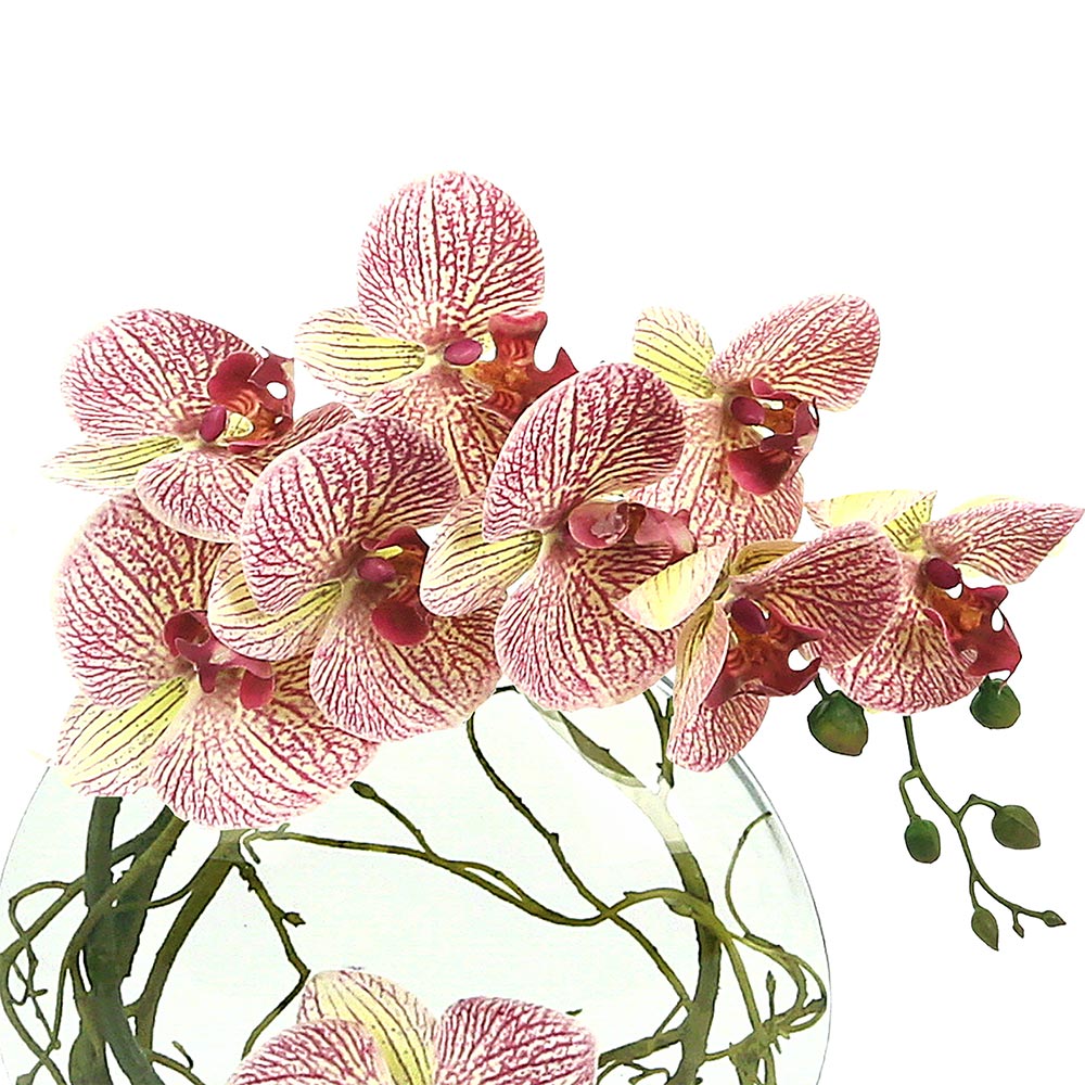 Orchids in Vase