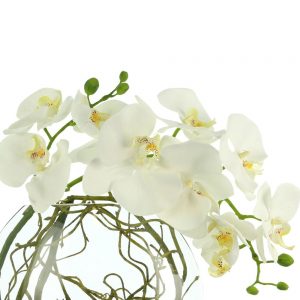 Orchids in Vase