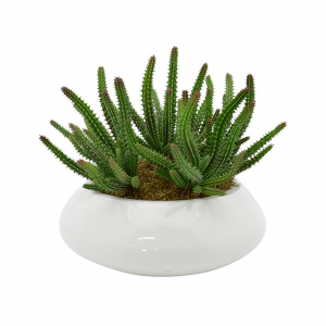 Add to cart CREATIVE DISPLAYS FINGER CACTUS AND MOSS IN GLOSSY WHITE POT