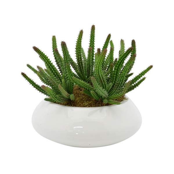 Add to cart CREATIVE DISPLAYS FINGER CACTUS AND MOSS IN GLOSSY WHITE POT