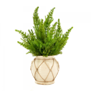 Cedar Arranged in Ceramic Pot