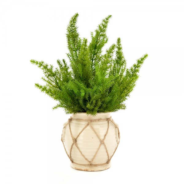Cedar Arranged in Ceramic Pot