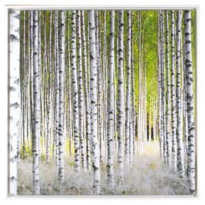 Sunlight Birches