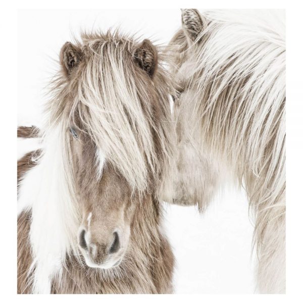 Icelandic Ponies - Acrylic