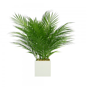 Areca Palm Arranged in Square Pot with Rocks