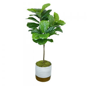 Fiddle Leaf Tree in Ceramic Pot