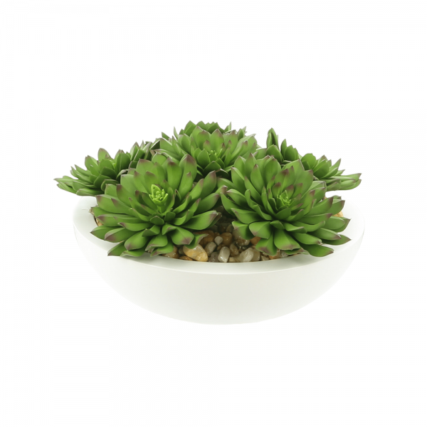 Creative Displays Echeveria Succulent Arrangement in White Half Circle Pot