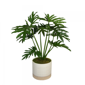 Creative Displays Selloum Philodendron Plant in Cream Ceramic Pot