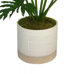 Creative Displays Selloum Philodendron Plant in Cream Ceramic Pot